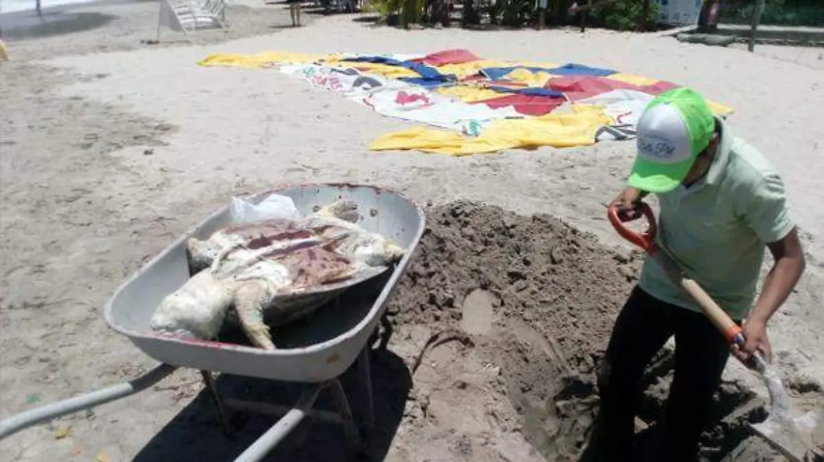 Zihuatanejo - cerca de 16 tortugas han muerto en lo que va del año